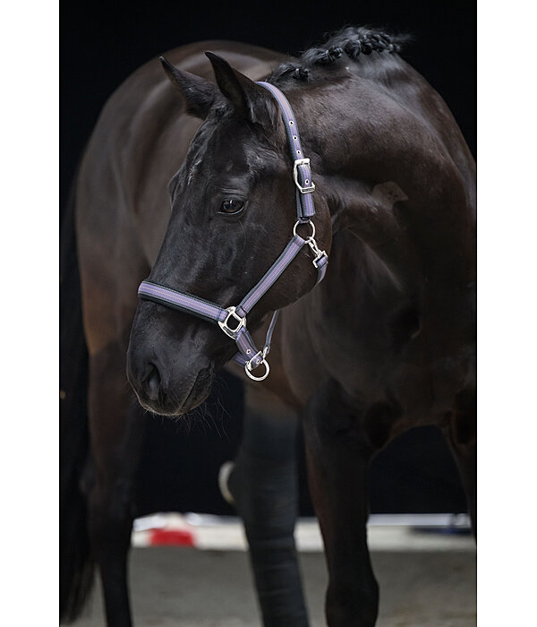 Headcollar Swiss Design II