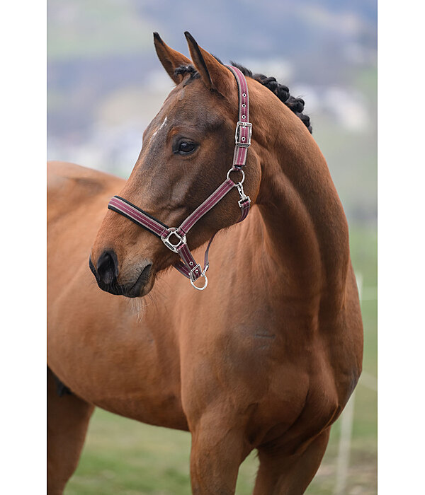 Headcollar Swiss Design II