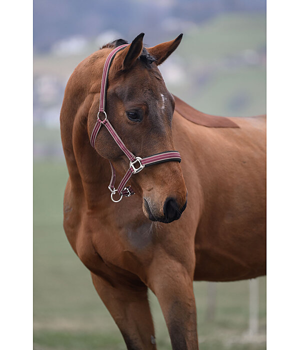 Headcollar Swiss Design II