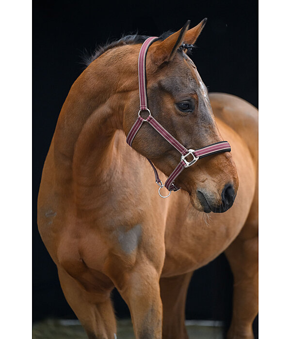 Headcollar Swiss Design II