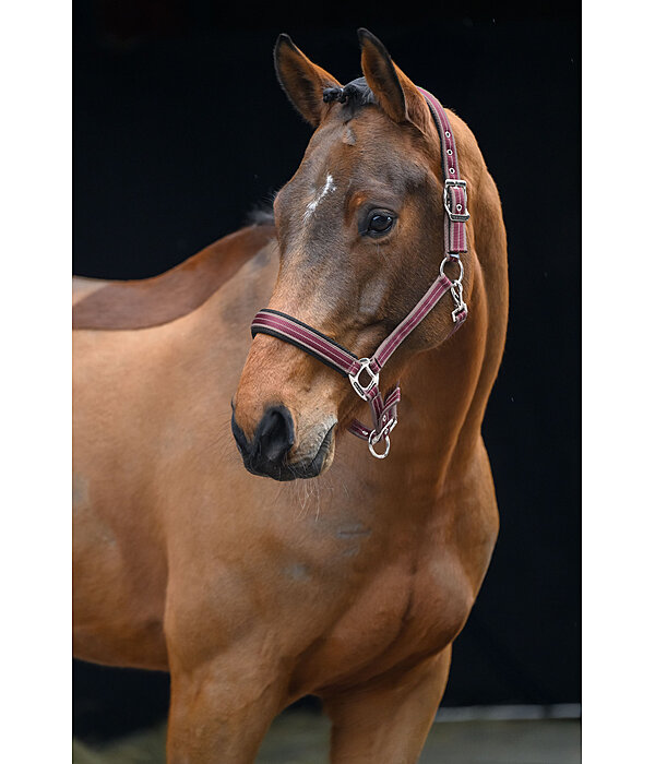 Headcollar Swiss Design II