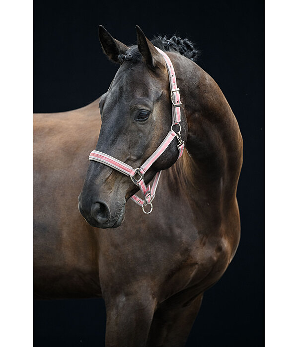Headcollar Essential II