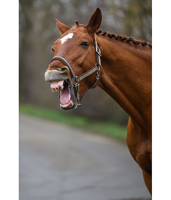Headcollar Essential II