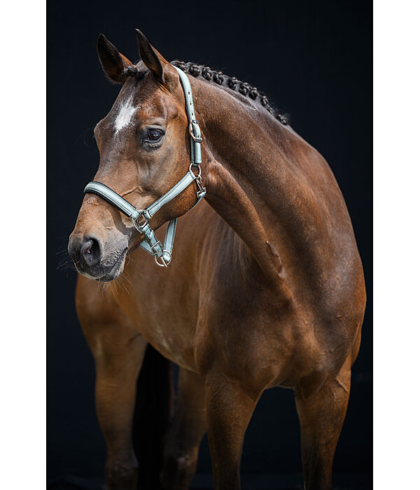 Headcollar Essential II