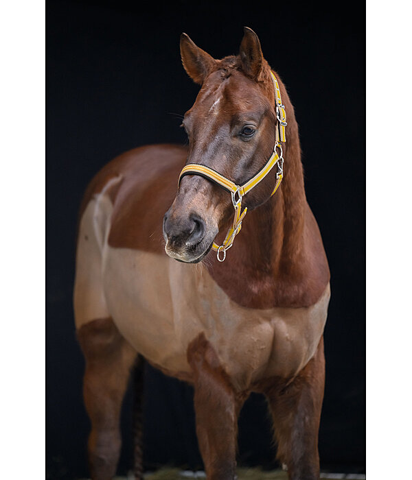Headcollar Essential II