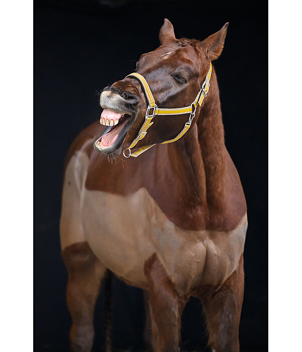 Headcollar Essential II