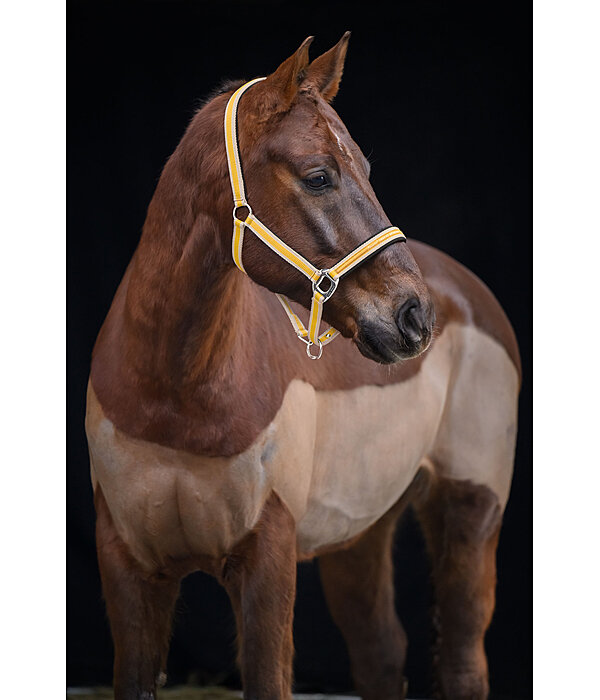 Headcollar Essential II