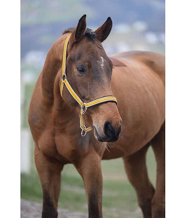 Headcollar Essential II