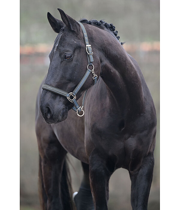 Headcollar Essential II