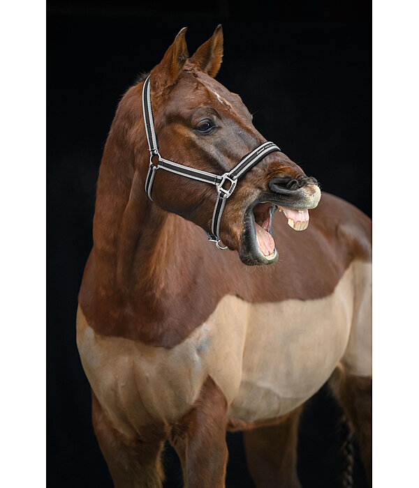Headcollar Essential II