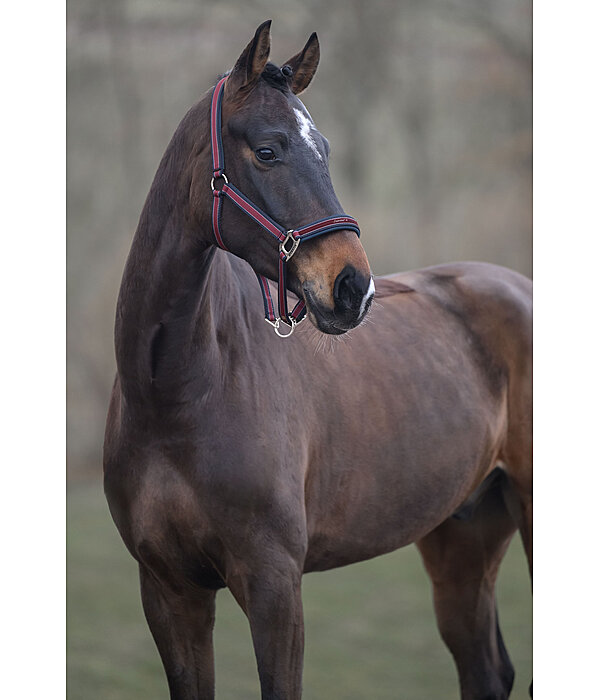 Headcollar Essential II