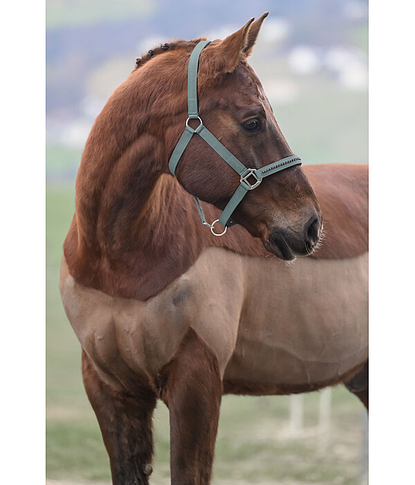 Headcollar Twinkle Moments