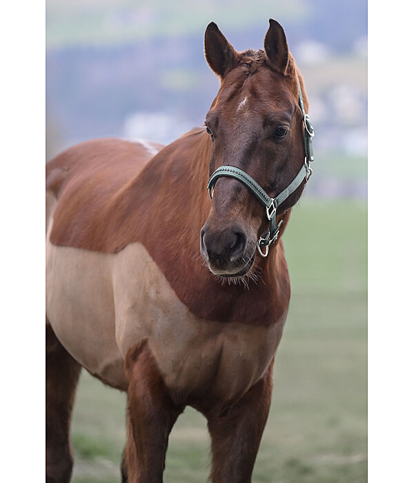 Headcollar Twinkle Moments