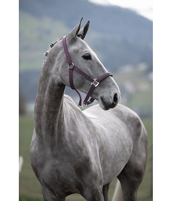 Headcollar Twinkle Moments