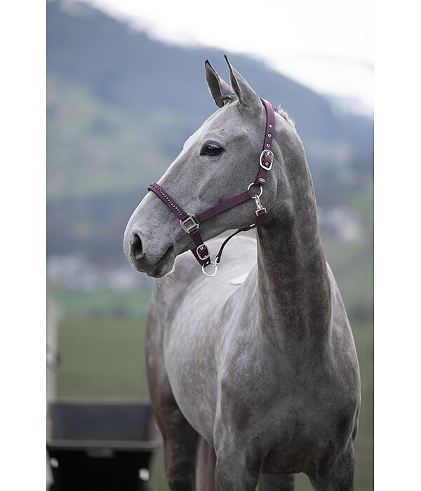 Headcollar Twinkle Moments