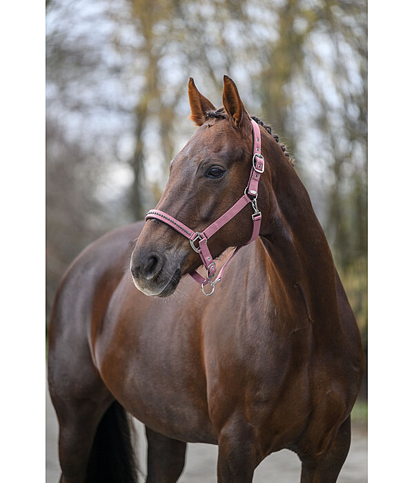 Headcollar Twinkle