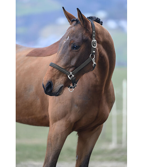 Headcollar Twinkle Moments