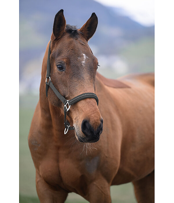 Headcollar Twinkle Moments