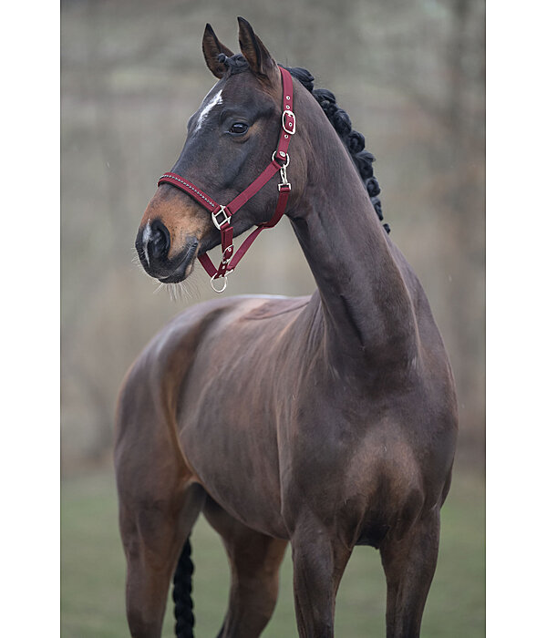 Headcollar Twinkle Moments
