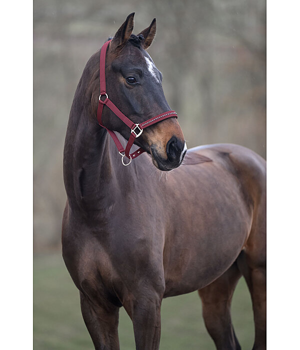 Headcollar Twinkle Moments