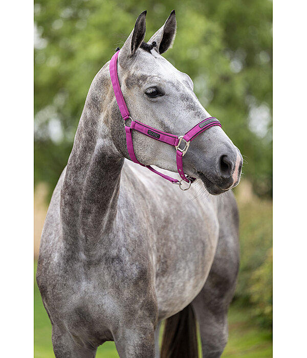 Headcollar Mesh Technology