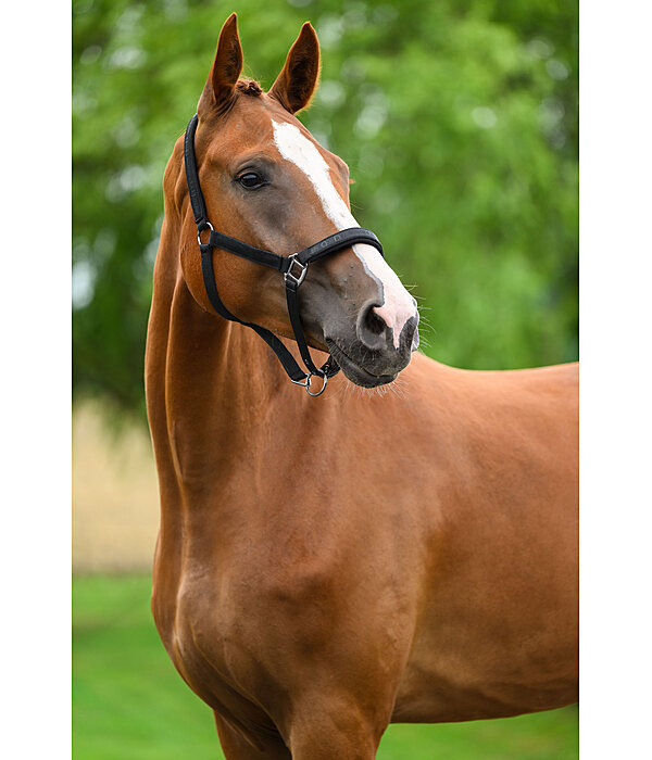 Headcollar Signature III