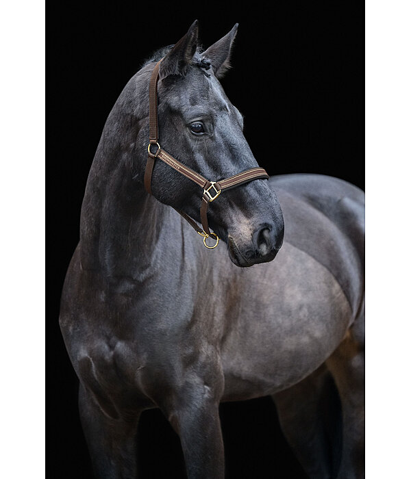 Headcollar Glimmering