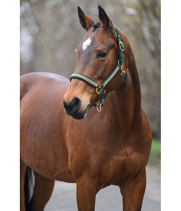 Headcollar Glimmering
