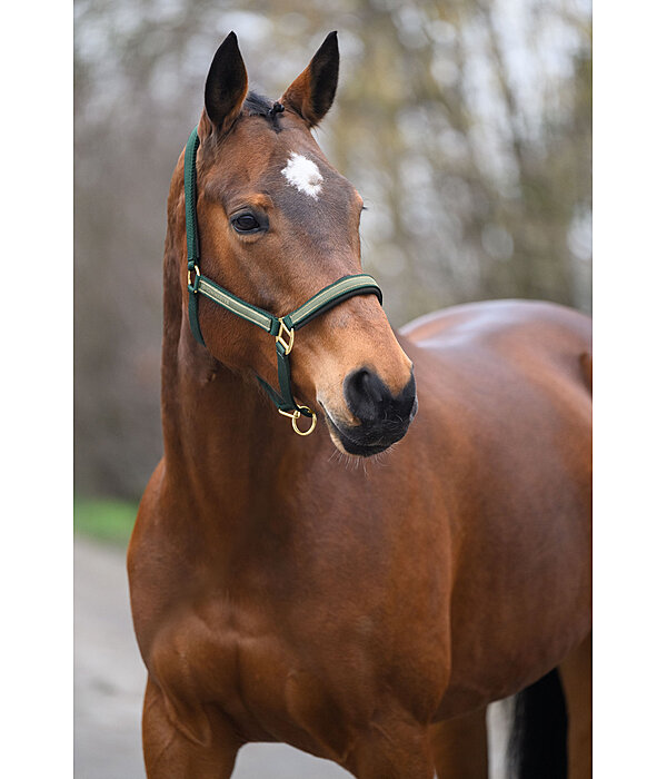 Headcollar Glimmering