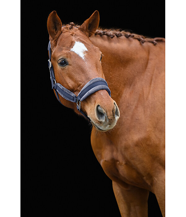 Headcollar Velvet