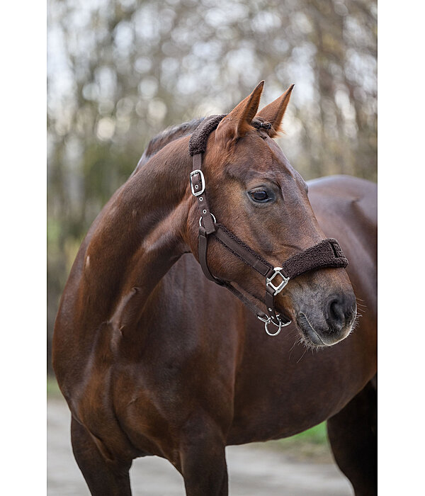 Teddy Headcollar