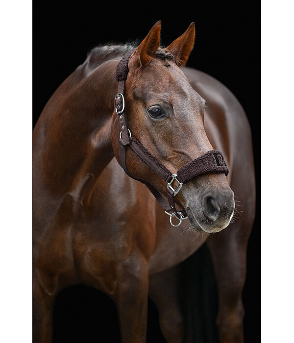 Teddy Headcollar