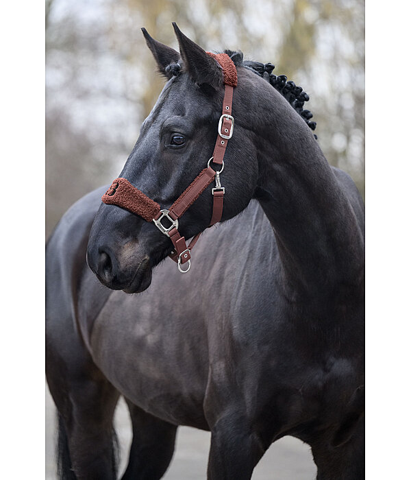 Teddy Headcollar