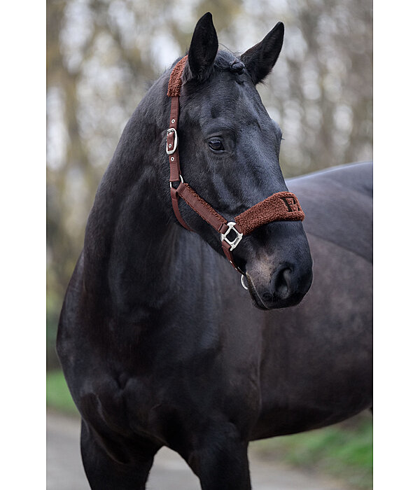 Teddy Headcollar