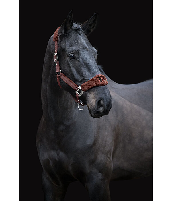 Teddy Headcollar
