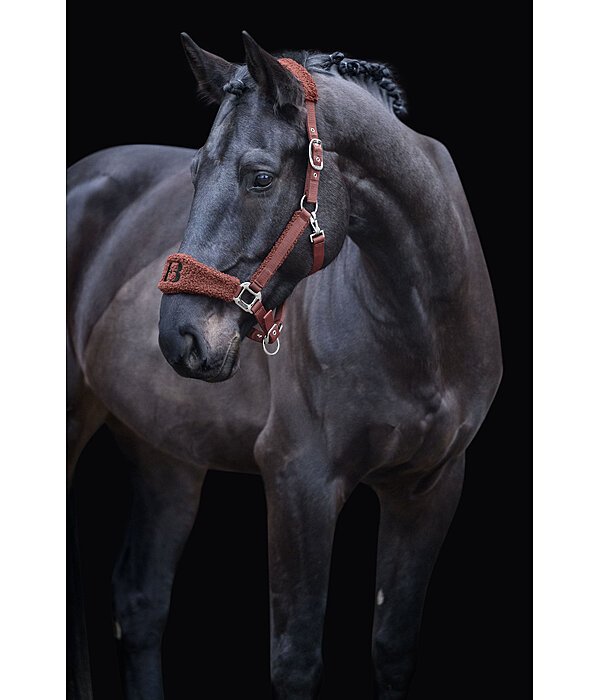 Teddy Headcollar