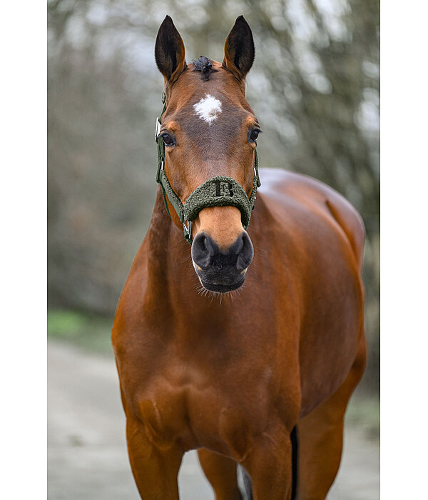Teddy Headcollar