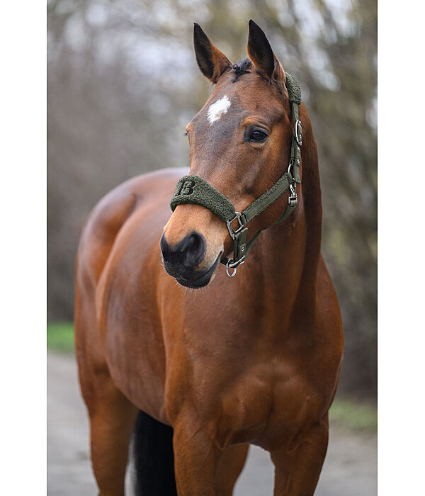 Teddy Headcollar