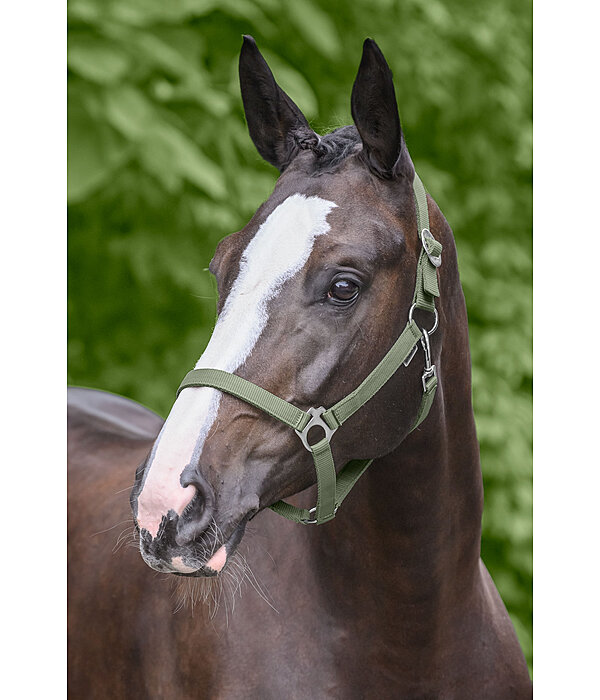 Headcollar Super Price
