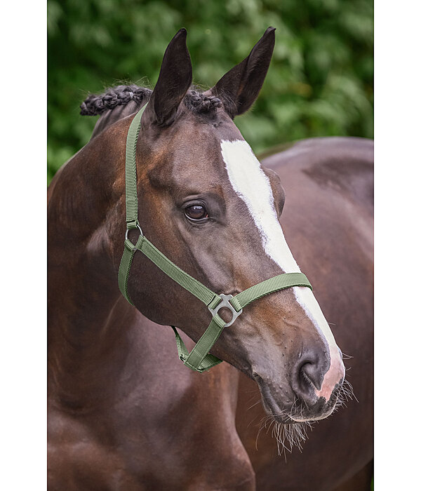 Headcollar Super Price