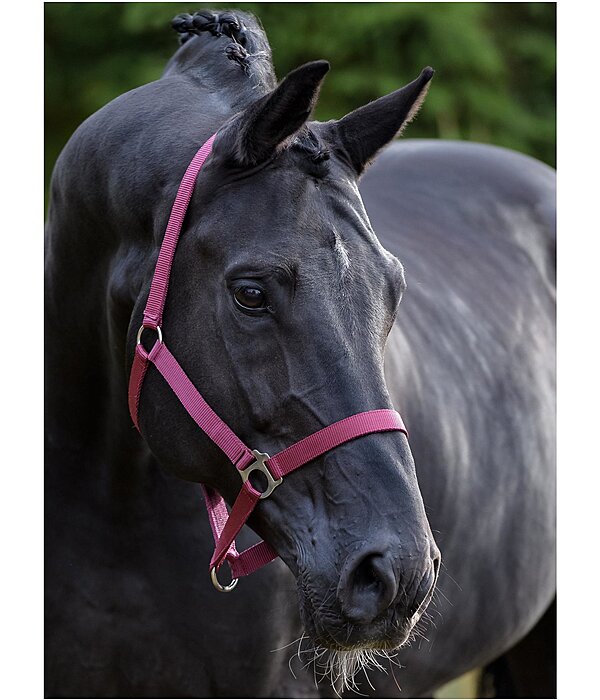 Headcollar Super Price