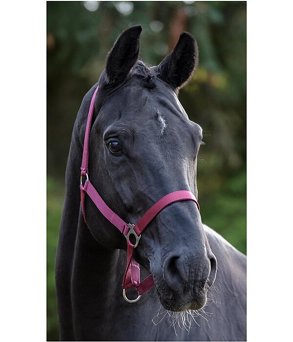 Headcollar Super Price