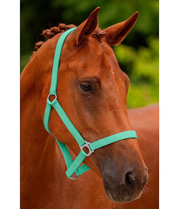 Headcollar Super Price