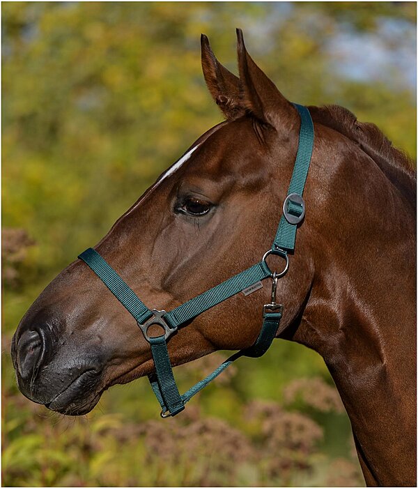 Headcollar Super Price