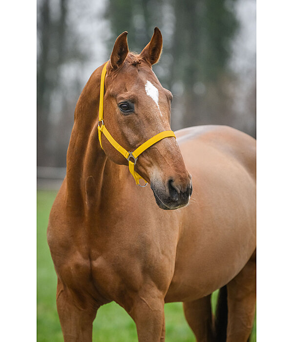 Headcollar Super Price