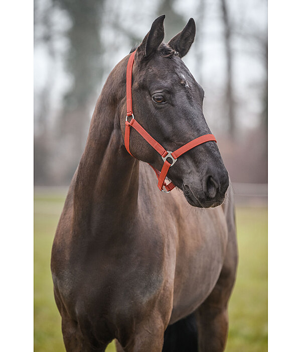 Headcollar Super Price