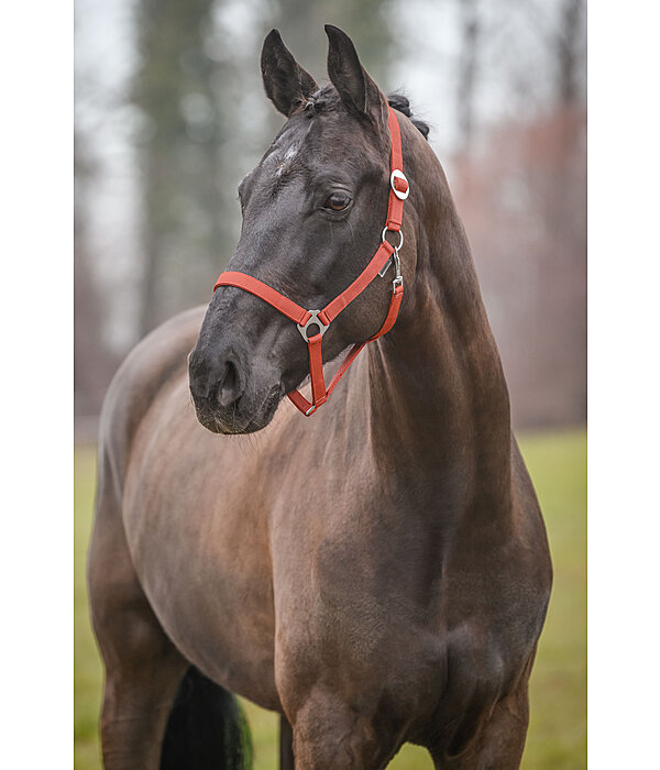 Headcollar Super Price