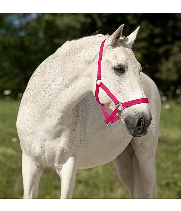 Headcollar Super Price