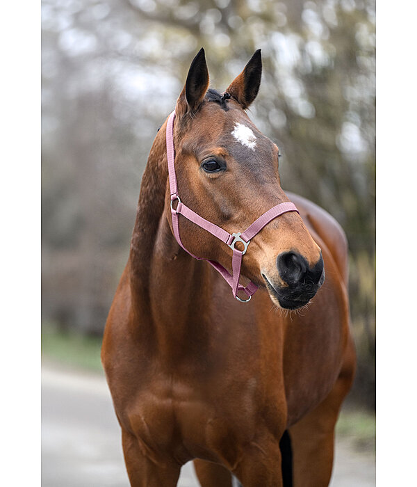 Headcollar Super Price