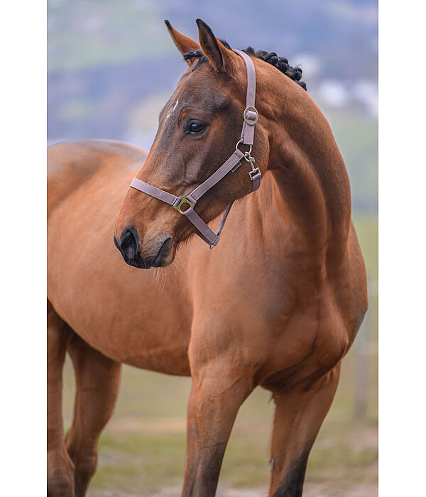 Headcollar Super Price